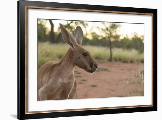 Australia, Alice Springs. Adult Female Kangaroo in Open Field-Cindy Miller Hopkins-Framed Photographic Print