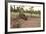 Australia, Alice Springs. Adult Female Kangaroo in Open Field-Cindy Miller Hopkins-Framed Photographic Print