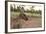 Australia, Alice Springs. Adult Female Kangaroo in Open Field-Cindy Miller Hopkins-Framed Photographic Print