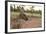 Australia, Alice Springs. Adult Female Kangaroo in Open Field-Cindy Miller Hopkins-Framed Photographic Print