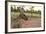 Australia, Alice Springs. Adult Female Kangaroo in Open Field-Cindy Miller Hopkins-Framed Photographic Print