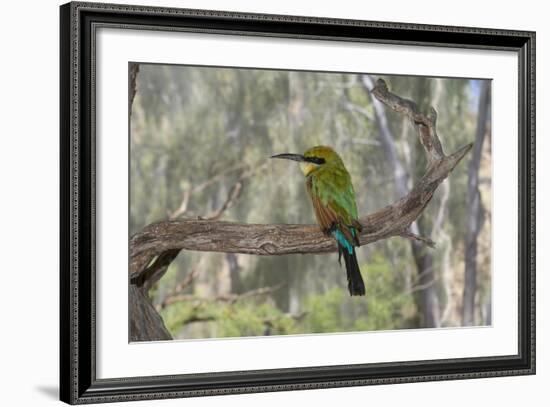 Australia, Alice Springs. Alice Springs Desert Park. Rainbow Bee-Eater-Cindy Miller Hopkins-Framed Photographic Print