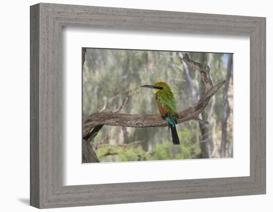 Australia, Alice Springs. Alice Springs Desert Park. Rainbow Bee-Eater-Cindy Miller Hopkins-Framed Photographic Print