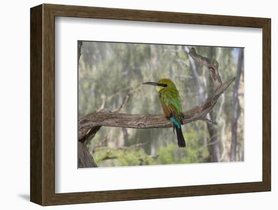 Australia, Alice Springs. Alice Springs Desert Park. Rainbow Bee-Eater-Cindy Miller Hopkins-Framed Photographic Print