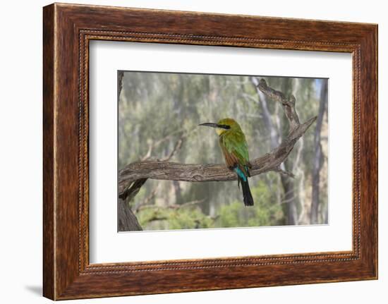 Australia, Alice Springs. Alice Springs Desert Park. Rainbow Bee-Eater-Cindy Miller Hopkins-Framed Photographic Print