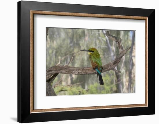 Australia, Alice Springs. Alice Springs Desert Park. Rainbow Bee-Eater-Cindy Miller Hopkins-Framed Photographic Print