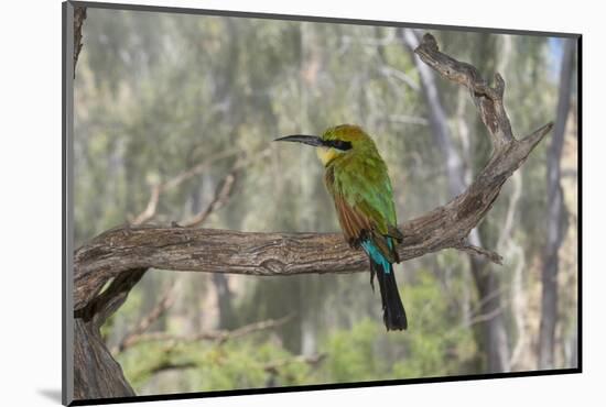 Australia, Alice Springs. Alice Springs Desert Park. Rainbow Bee-Eater-Cindy Miller Hopkins-Mounted Photographic Print