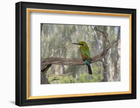 Australia, Alice Springs. Alice Springs Desert Park. Rainbow Bee-Eater-Cindy Miller Hopkins-Framed Photographic Print