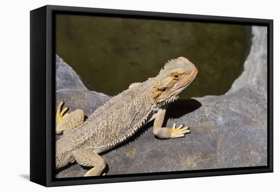 Australia, Alice Springs. Bearded Dragon by Small Pool of Water-Cindy Miller Hopkins-Framed Premier Image Canvas