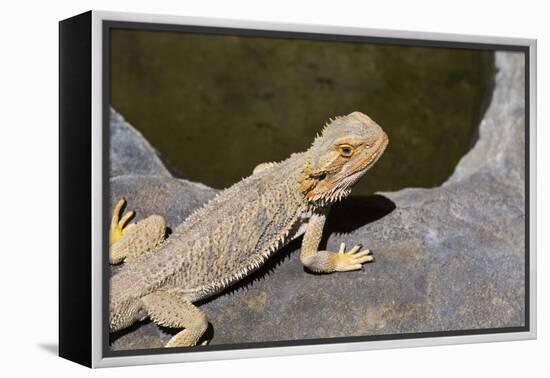 Australia, Alice Springs. Bearded Dragon by Small Pool of Water-Cindy Miller Hopkins-Framed Premier Image Canvas