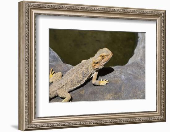 Australia, Alice Springs. Bearded Dragon by Small Pool of Water-Cindy Miller Hopkins-Framed Photographic Print