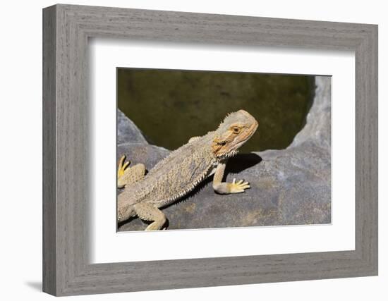 Australia, Alice Springs. Bearded Dragon by Small Pool of Water-Cindy Miller Hopkins-Framed Photographic Print