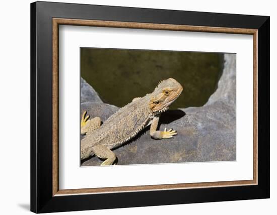 Australia, Alice Springs. Bearded Dragon by Small Pool of Water-Cindy Miller Hopkins-Framed Photographic Print