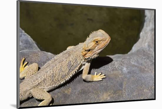 Australia, Alice Springs. Bearded Dragon by Small Pool of Water-Cindy Miller Hopkins-Mounted Photographic Print