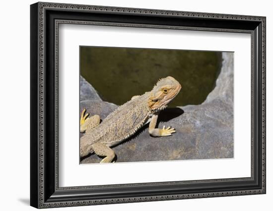 Australia, Alice Springs. Bearded Dragon by Small Pool of Water-Cindy Miller Hopkins-Framed Photographic Print