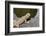 Australia, Alice Springs. Bearded Dragon by Small Pool of Water-Cindy Miller Hopkins-Framed Photographic Print