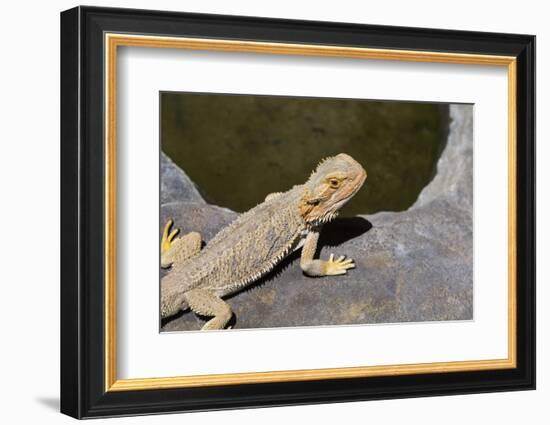 Australia, Alice Springs. Bearded Dragon by Small Pool of Water-Cindy Miller Hopkins-Framed Photographic Print