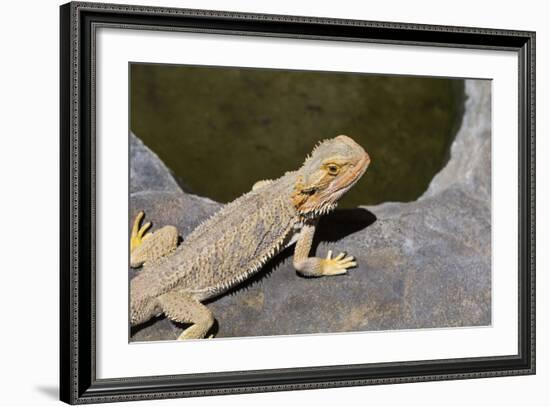 Australia, Alice Springs. Bearded Dragon by Small Pool of Water-Cindy Miller Hopkins-Framed Photographic Print