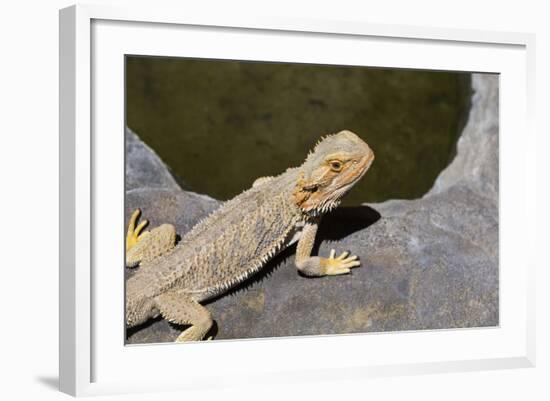 Australia, Alice Springs. Bearded Dragon by Small Pool of Water-Cindy Miller Hopkins-Framed Photographic Print