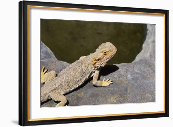 Australia, Alice Springs. Bearded Dragon by Small Pool of Water-Cindy Miller Hopkins-Framed Photographic Print