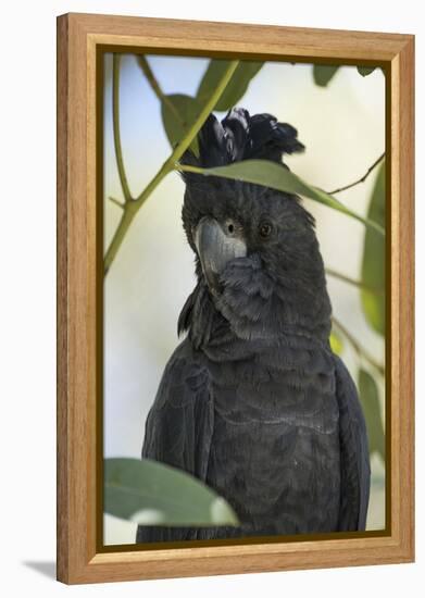 Australia, Alice Springs. Black Cockatoo-Cindy Miller Hopkins-Framed Premier Image Canvas