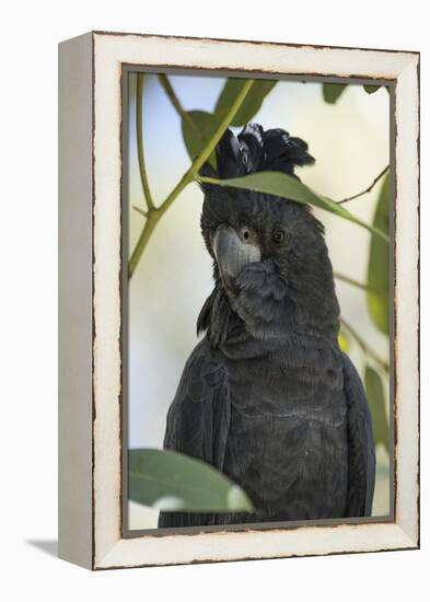 Australia, Alice Springs. Black Cockatoo-Cindy Miller Hopkins-Framed Premier Image Canvas