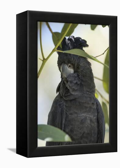 Australia, Alice Springs. Black Cockatoo-Cindy Miller Hopkins-Framed Premier Image Canvas