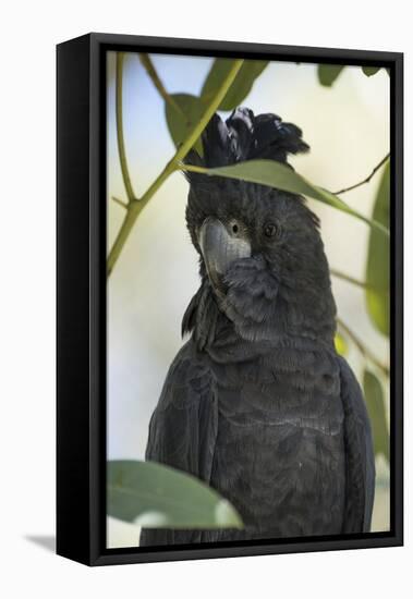 Australia, Alice Springs. Black Cockatoo-Cindy Miller Hopkins-Framed Premier Image Canvas