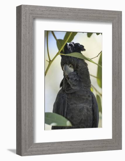 Australia, Alice Springs. Black Cockatoo-Cindy Miller Hopkins-Framed Photographic Print