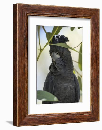 Australia, Alice Springs. Black Cockatoo-Cindy Miller Hopkins-Framed Photographic Print