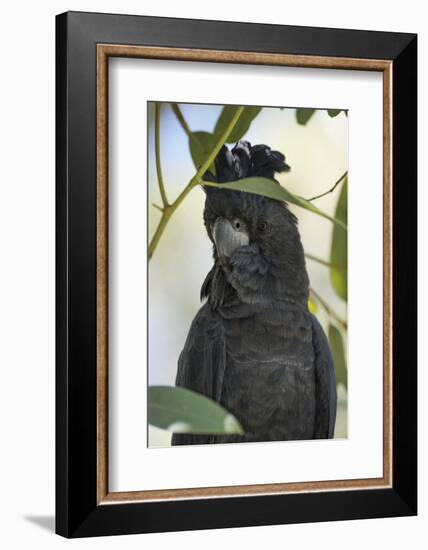 Australia, Alice Springs. Black Cockatoo-Cindy Miller Hopkins-Framed Photographic Print