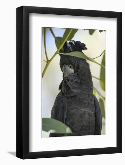 Australia, Alice Springs. Black Cockatoo-Cindy Miller Hopkins-Framed Photographic Print