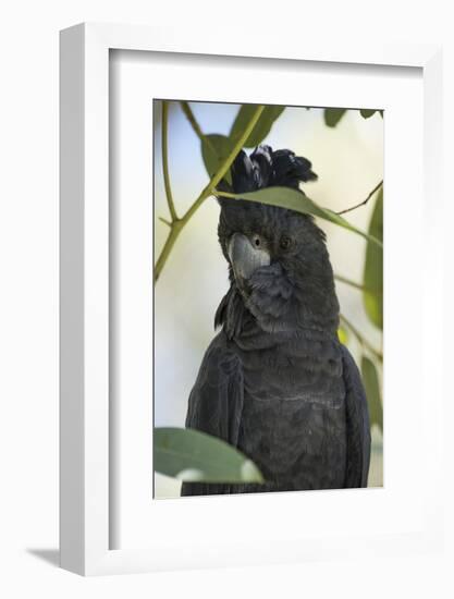 Australia, Alice Springs. Black Cockatoo-Cindy Miller Hopkins-Framed Photographic Print