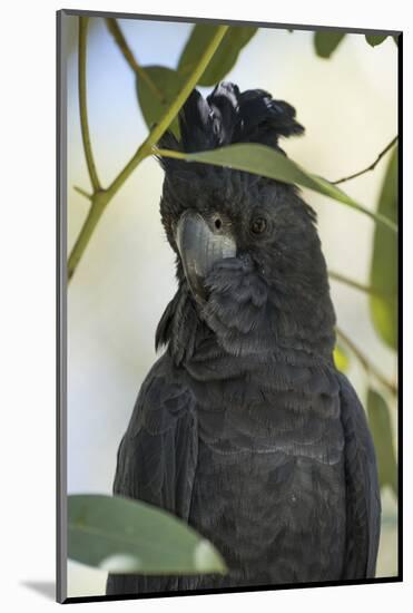 Australia, Alice Springs. Black Cockatoo-Cindy Miller Hopkins-Mounted Photographic Print