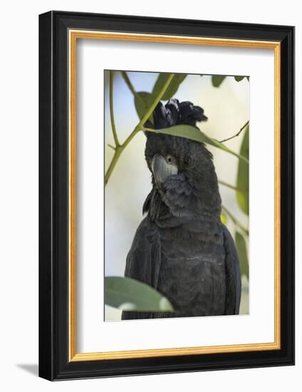 Australia, Alice Springs. Black Cockatoo-Cindy Miller Hopkins-Framed Photographic Print