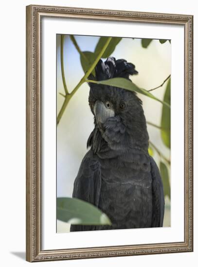 Australia, Alice Springs. Black Cockatoo-Cindy Miller Hopkins-Framed Photographic Print