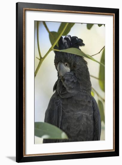 Australia, Alice Springs. Black Cockatoo-Cindy Miller Hopkins-Framed Photographic Print