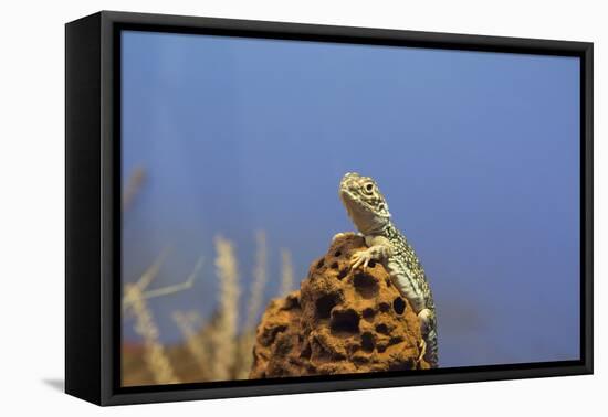 Australia, Alice Springs. Central Netted Dragon-Cindy Miller Hopkins-Framed Premier Image Canvas