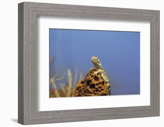 Australia, Alice Springs. Central Netted Dragon-Cindy Miller Hopkins-Framed Photographic Print