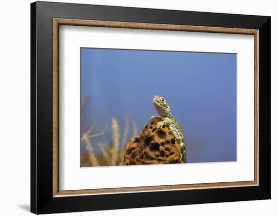 Australia, Alice Springs. Central Netted Dragon-Cindy Miller Hopkins-Framed Photographic Print