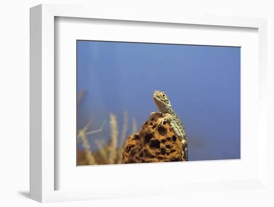 Australia, Alice Springs. Central Netted Dragon-Cindy Miller Hopkins-Framed Photographic Print