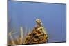 Australia, Alice Springs. Central Netted Dragon-Cindy Miller Hopkins-Mounted Photographic Print