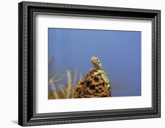 Australia, Alice Springs. Central Netted Dragon-Cindy Miller Hopkins-Framed Photographic Print