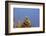 Australia, Alice Springs. Central Netted Dragon-Cindy Miller Hopkins-Framed Photographic Print