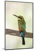 Australia, Alice Springs. Rainbow Bee-Eater-Cindy Miller Hopkins-Mounted Photographic Print