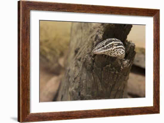 Australia, Alice Springs. Spiny-Tailed Goanna in a Dead Tree Stump-Cindy Miller Hopkins-Framed Photographic Print