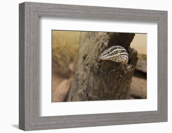 Australia, Alice Springs. Spiny-Tailed Goanna in a Dead Tree Stump-Cindy Miller Hopkins-Framed Photographic Print