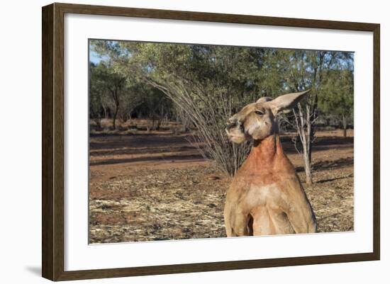 Australia, Alice Springs. the Kangaroo Sanctuary, Large Male Kangaroo-Cindy Miller Hopkins-Framed Photographic Print