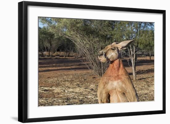 Australia, Alice Springs. the Kangaroo Sanctuary, Large Male Kangaroo-Cindy Miller Hopkins-Framed Photographic Print