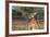 Australia, Alice Springs. the Kangaroo Sanctuary, Large Male Kangaroo-Cindy Miller Hopkins-Framed Photographic Print